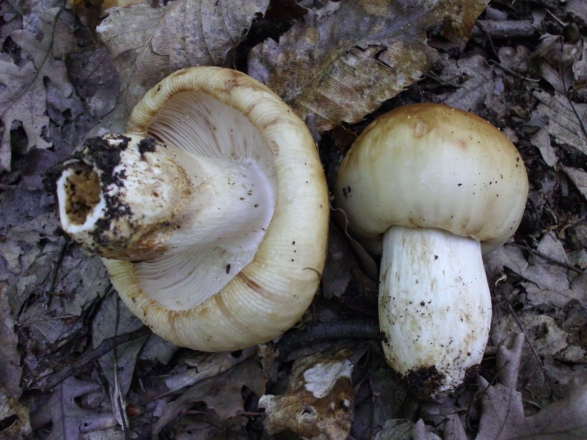 Image of Stinking Russula