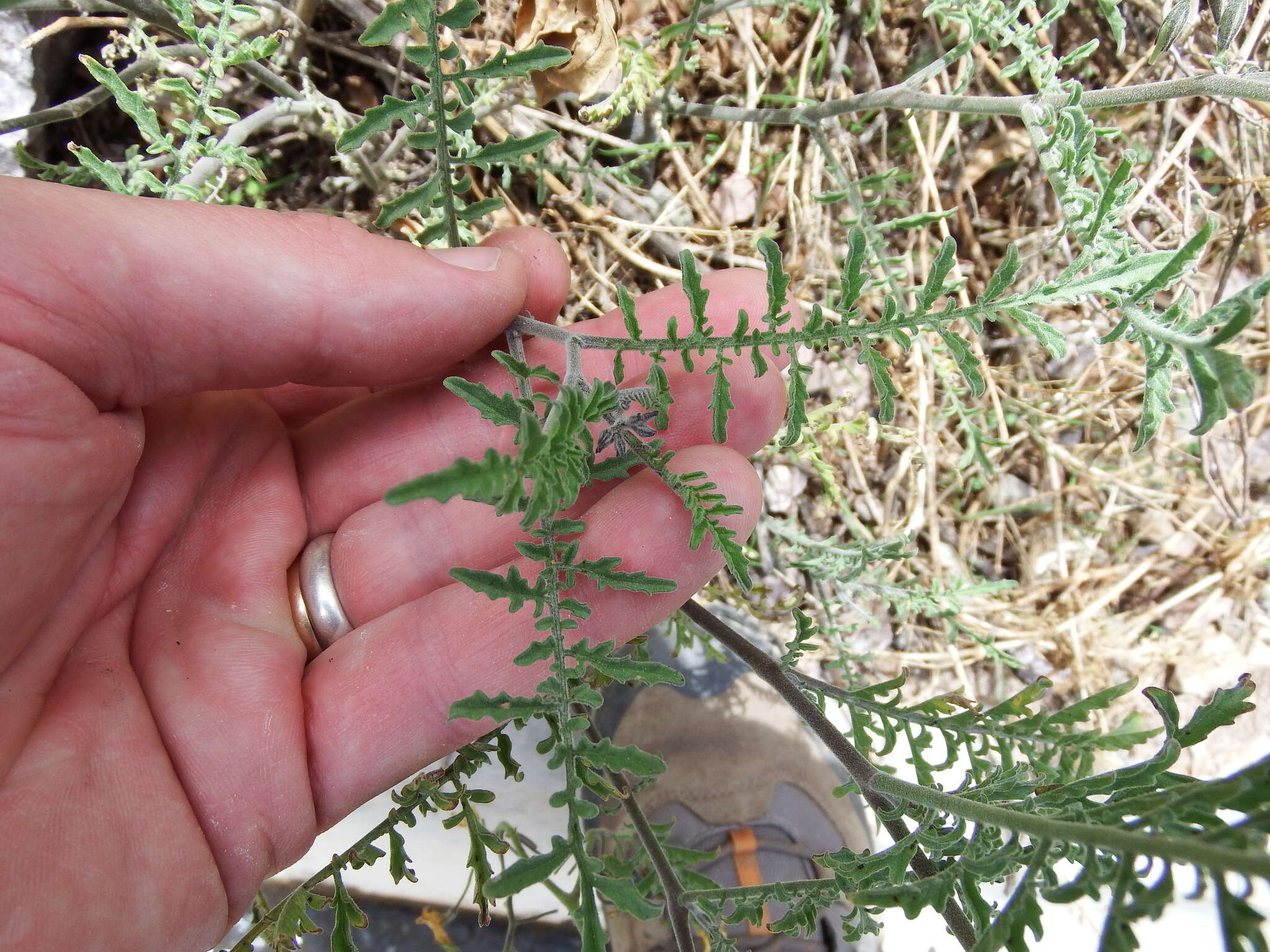 Image of Solanum chilense (Dun.) Reiche