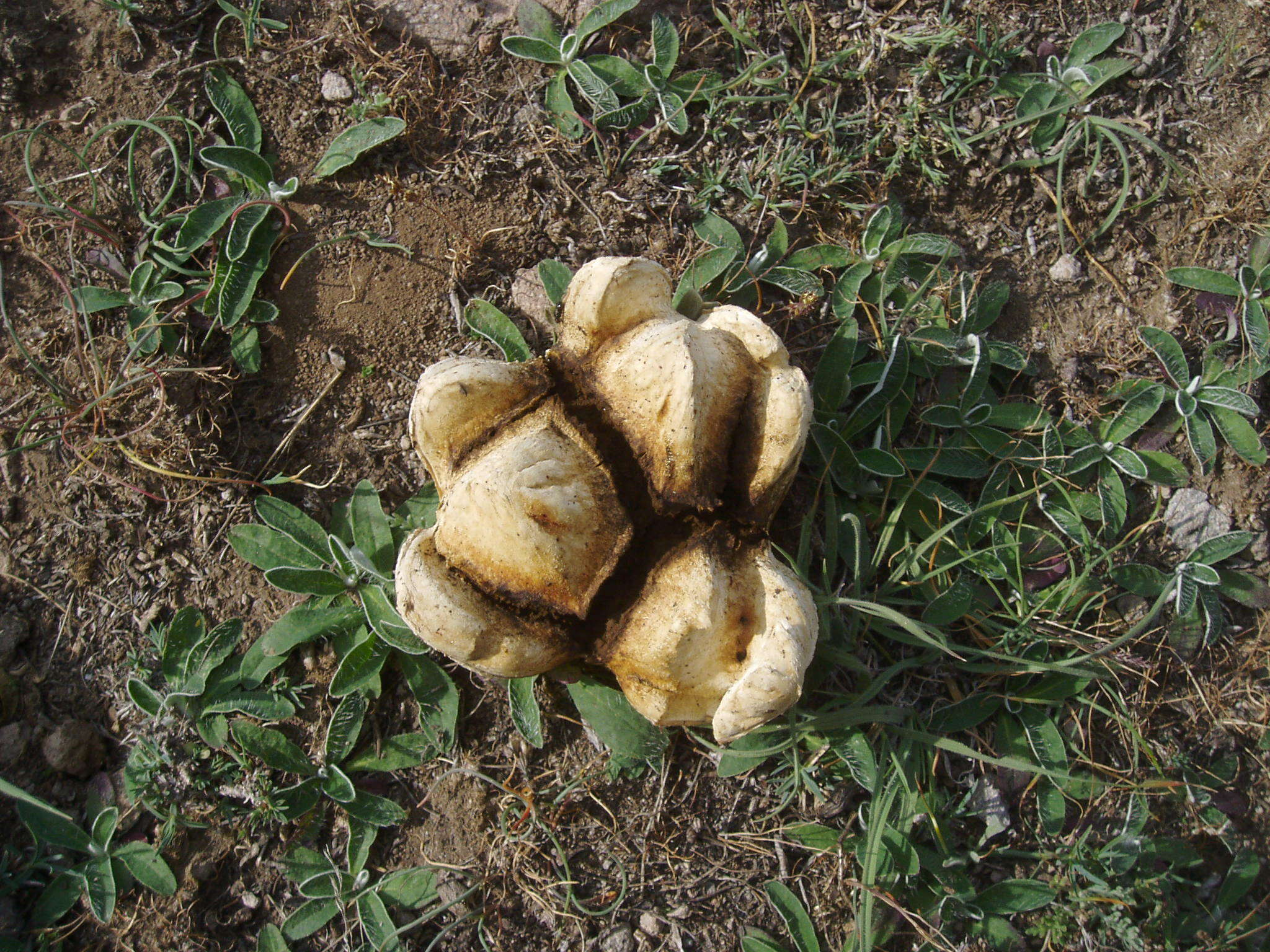 Image of Western giant puffball