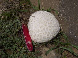 Image of Western giant puffball