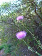 Image of cobwebby thistle