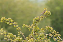 صورة Motacilla flava flavissima (Blyth 1834)