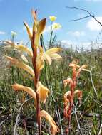 Слика од Watsonia spectabilis Schinz