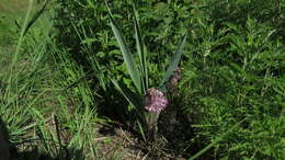 Слика од Ledebouria cooperi (Hook. fil.) Jessop