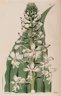 Image of Christmas orchid