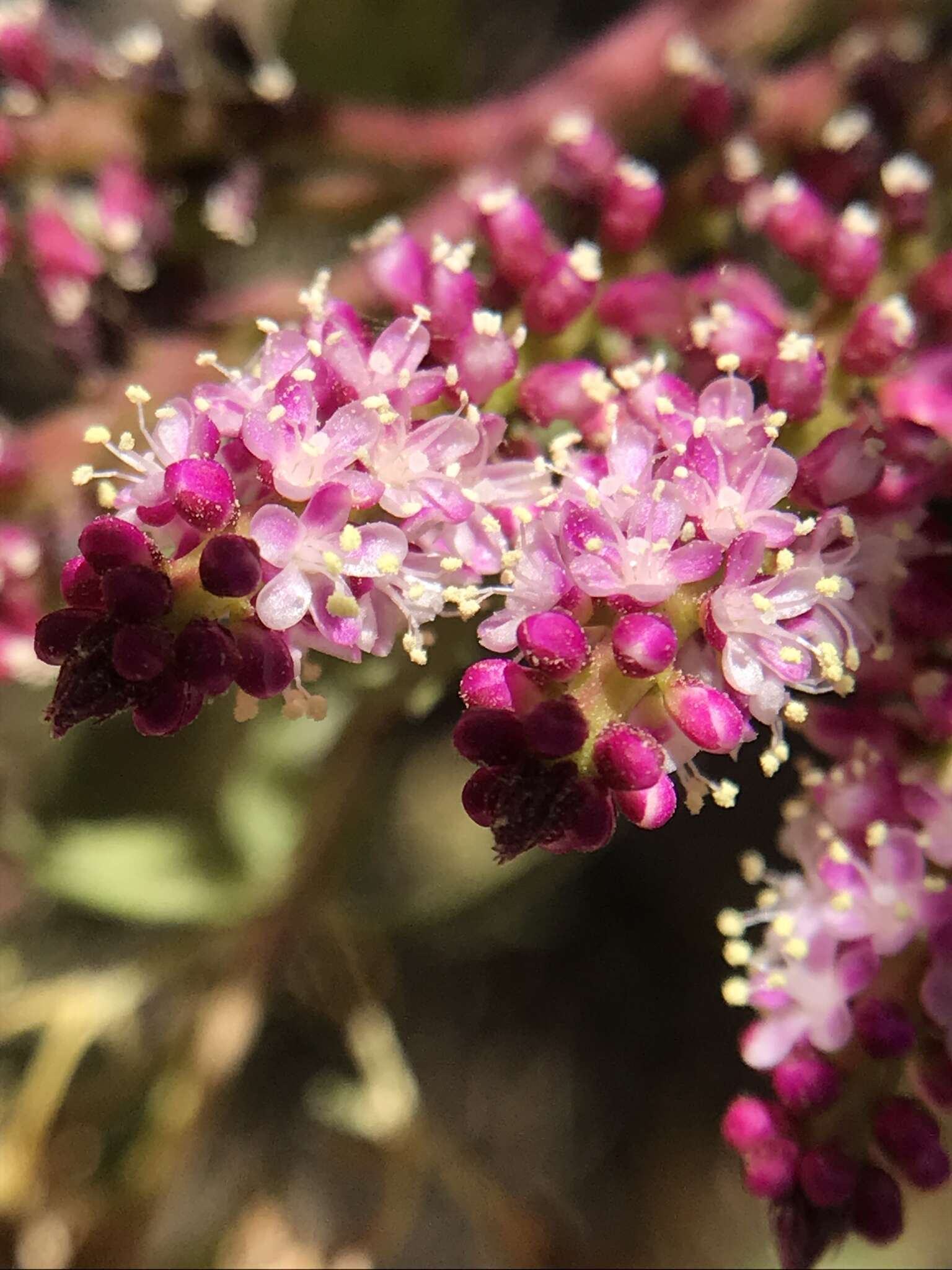 Image of Anredera diffusa (Moq.) Sperling