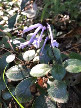 Image of Plectranthus hilliardiae Codd