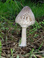 Macrolepiota mastoidea (Fr.) Singer 1951 resmi