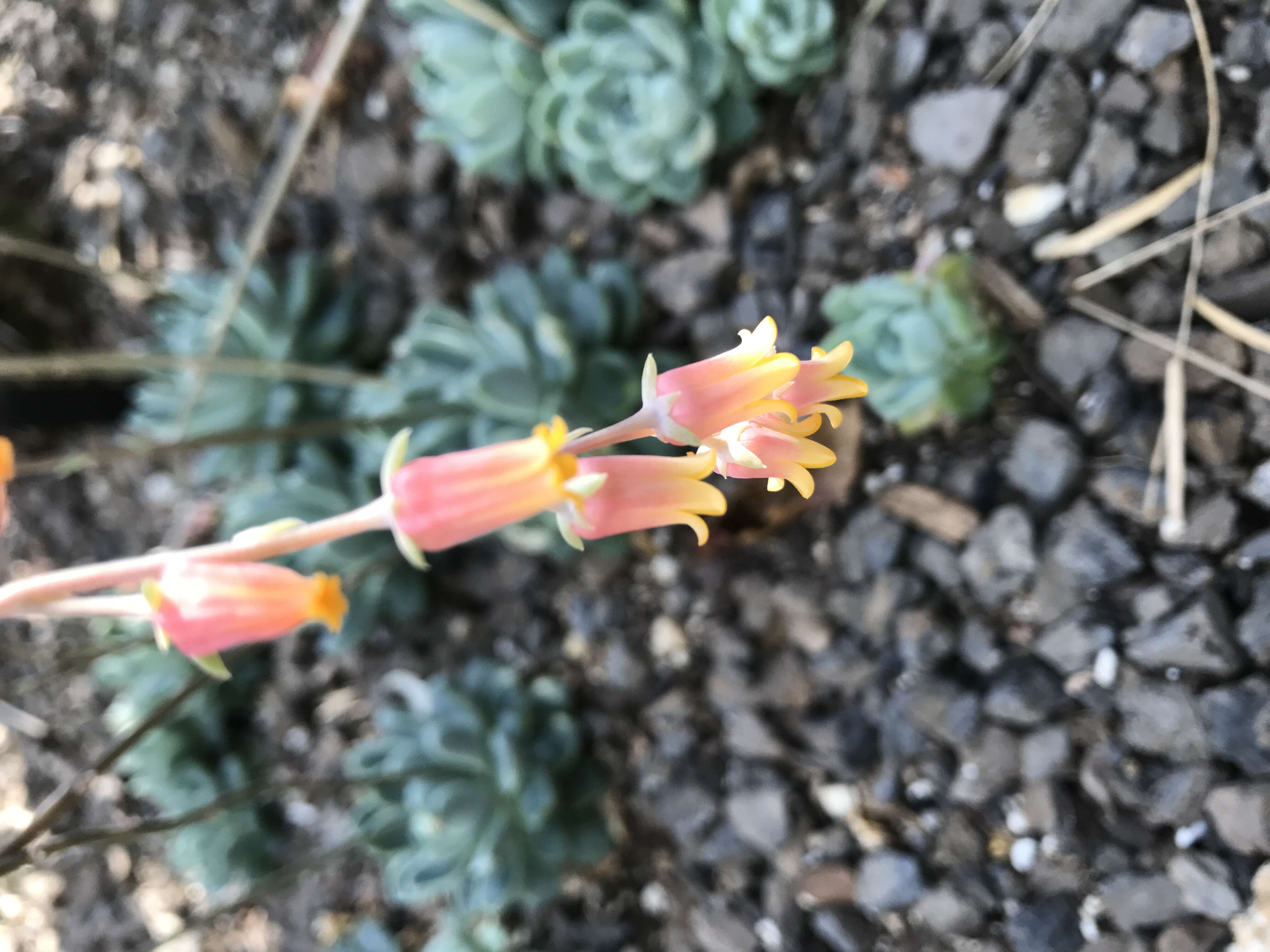 Image of Echeveria elegans Rose