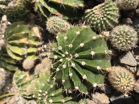 Image of Echinopsis oxygona