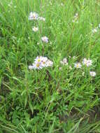 Image of Robyns' American-Aster