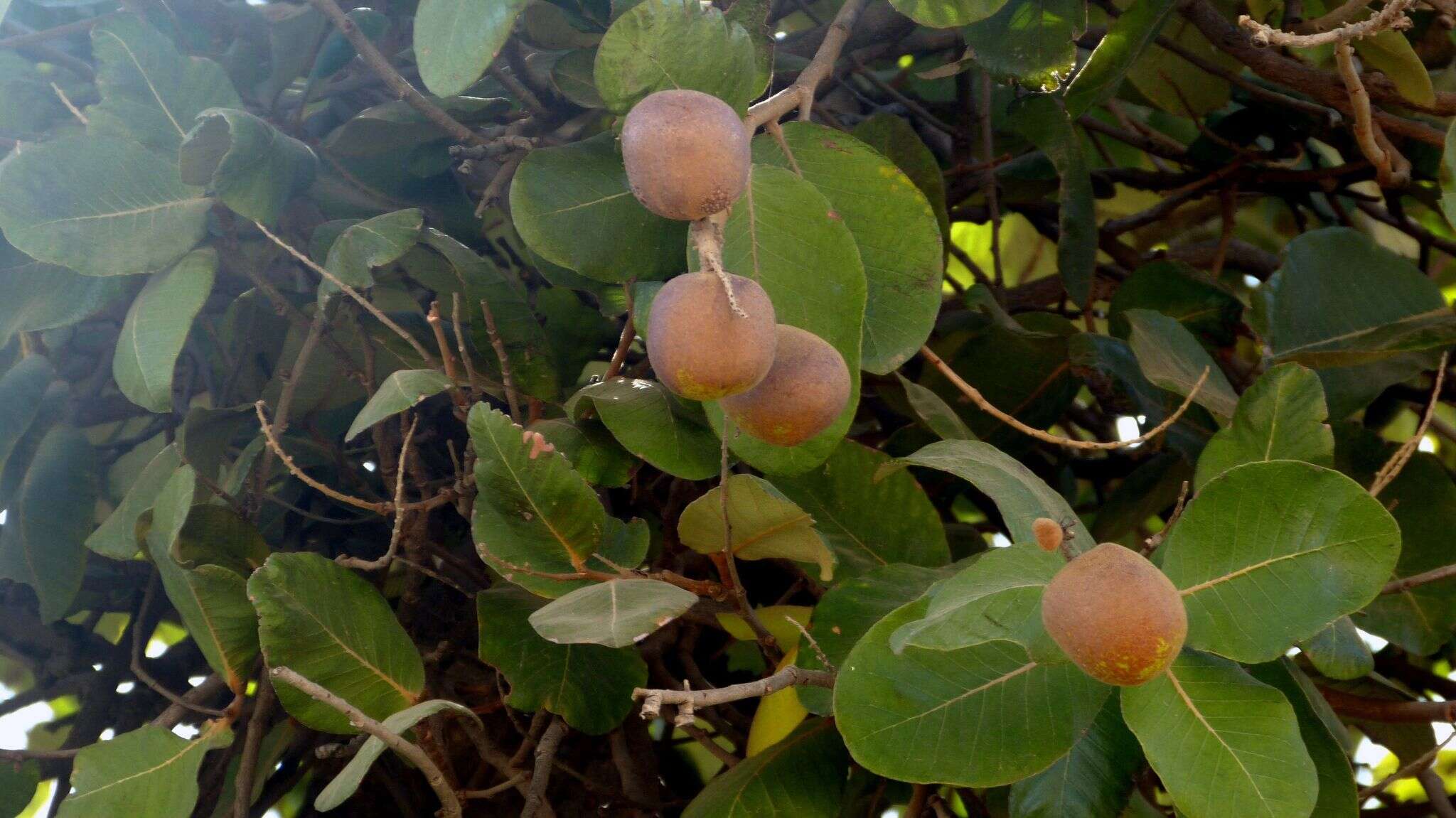 Neocarya macrophylla (Sabine) Prance ex F. White resmi