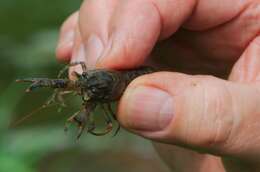 Image of Broad-clawed Crayfish