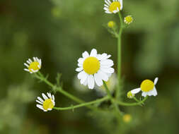 Image of False chamomile