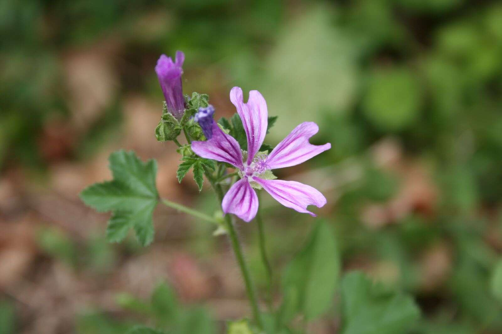 Image of mallow