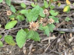 Image de Olearia tomentosa (Wendl.) DC.