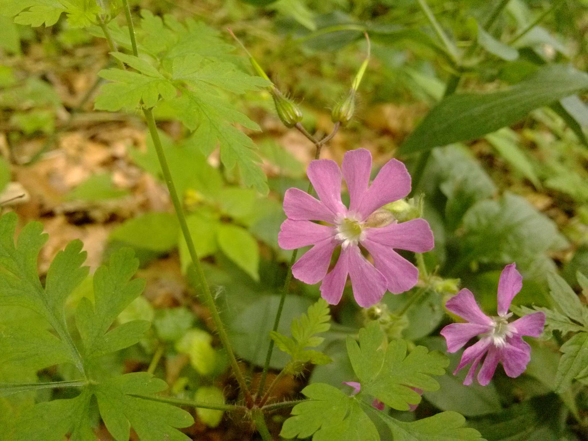 صورة Silene dioica (L.) Clairv.