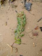 Image of Perfoliate Pondweed