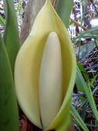 Image of giant philodendron