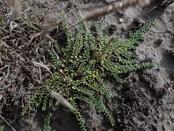 Plancia ëd Wilsonia rotundifolia Hook.