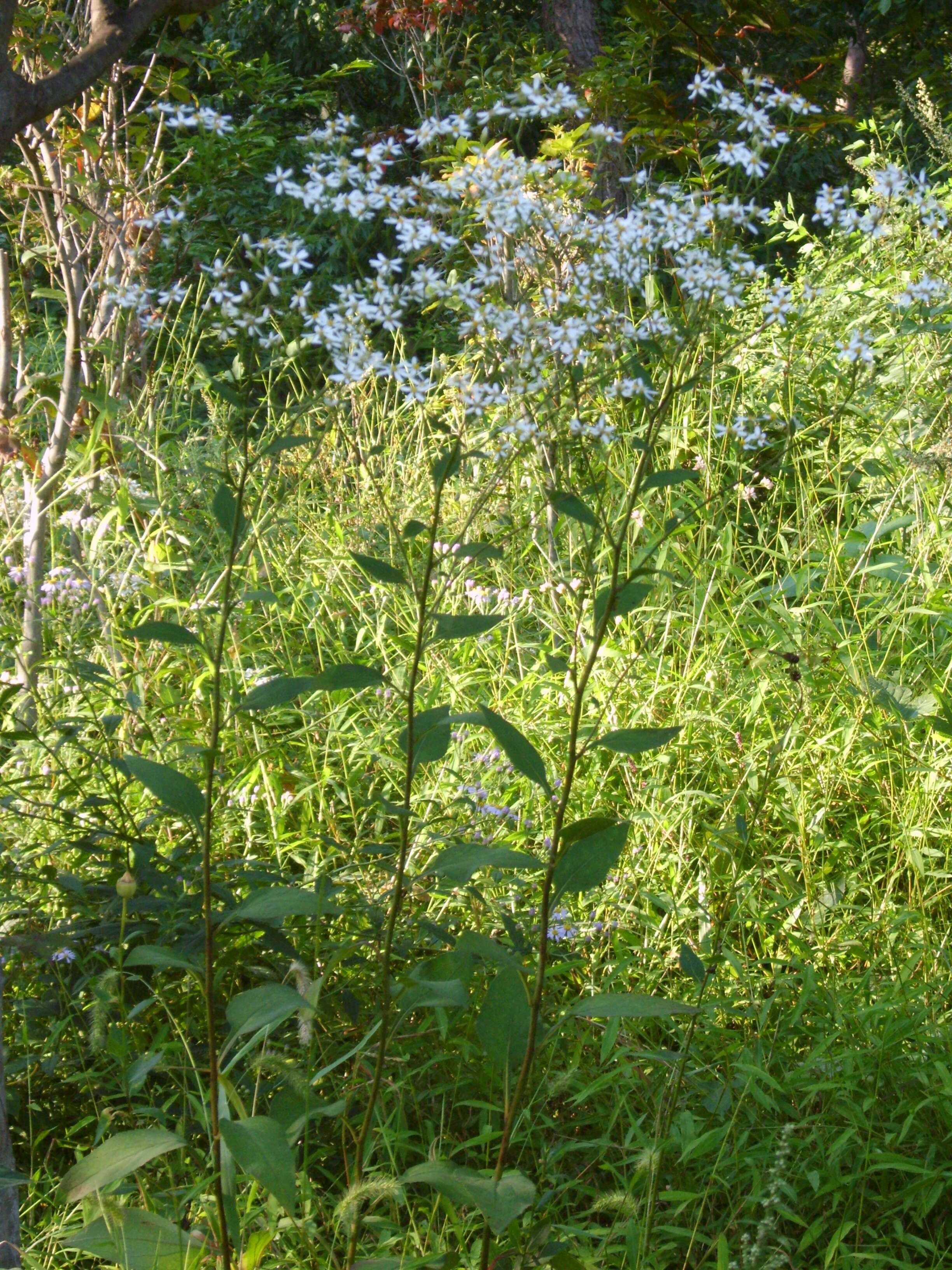 Image of Edible aster