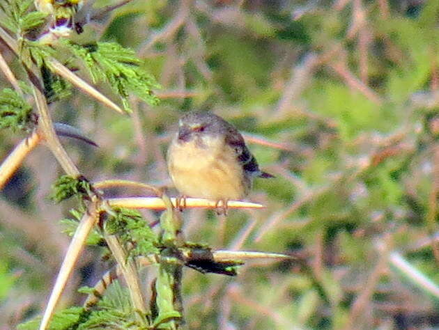 Image of Lemon-breasted Canary