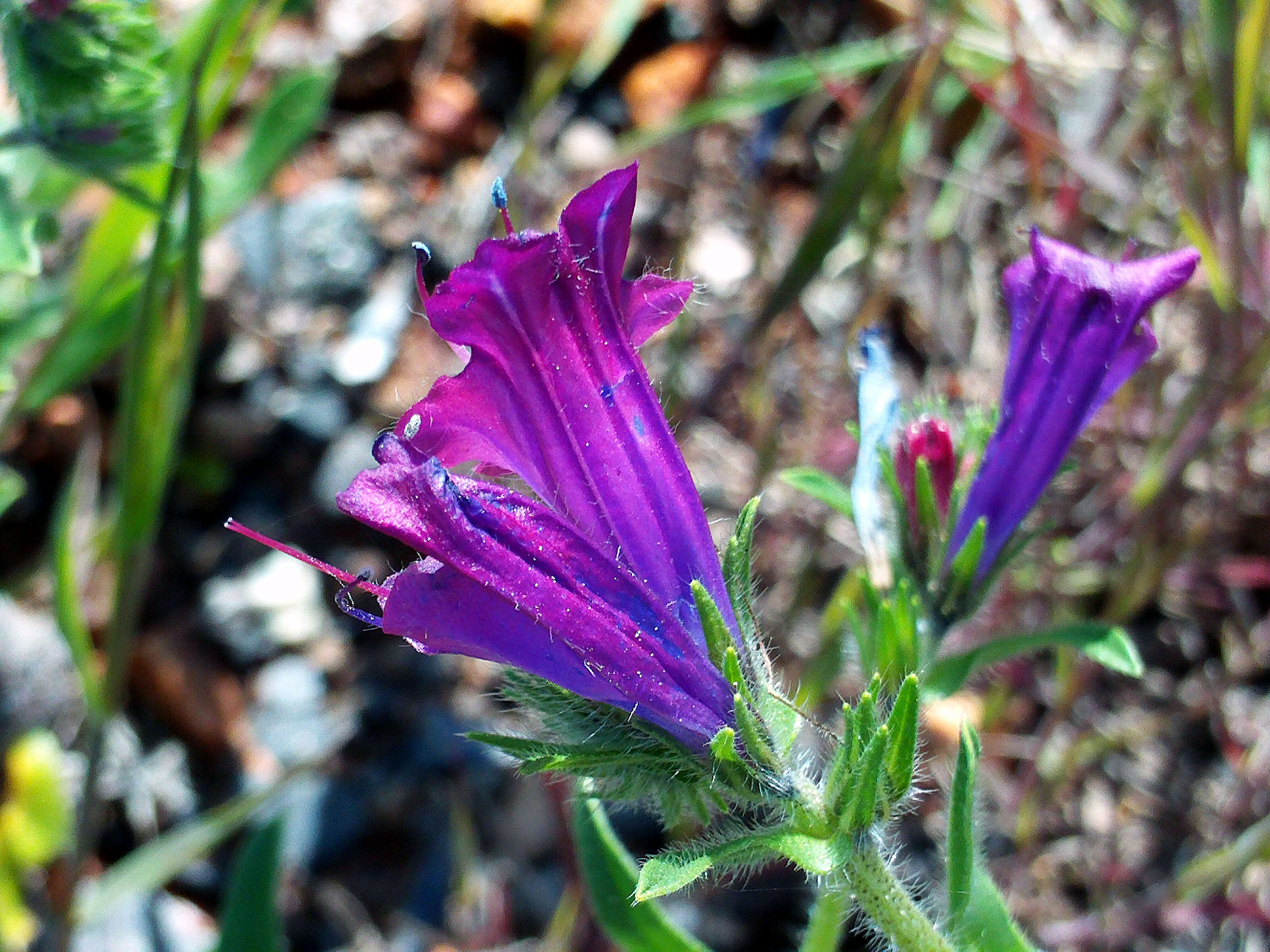 Image of Cretan viper's bugloss