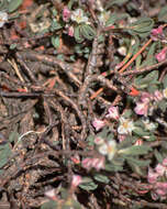 Image of Shasta knotweed