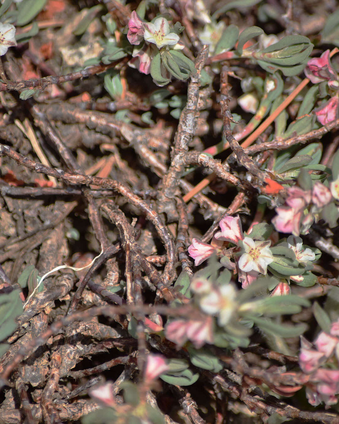 Plancia ëd Polygonum shastense Brewer ex A. Gray