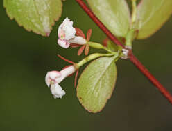 Image of Zabelia biflora (Turcz.) Makino