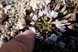 Image of Sierra lewisia