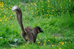 Image of brown lemur