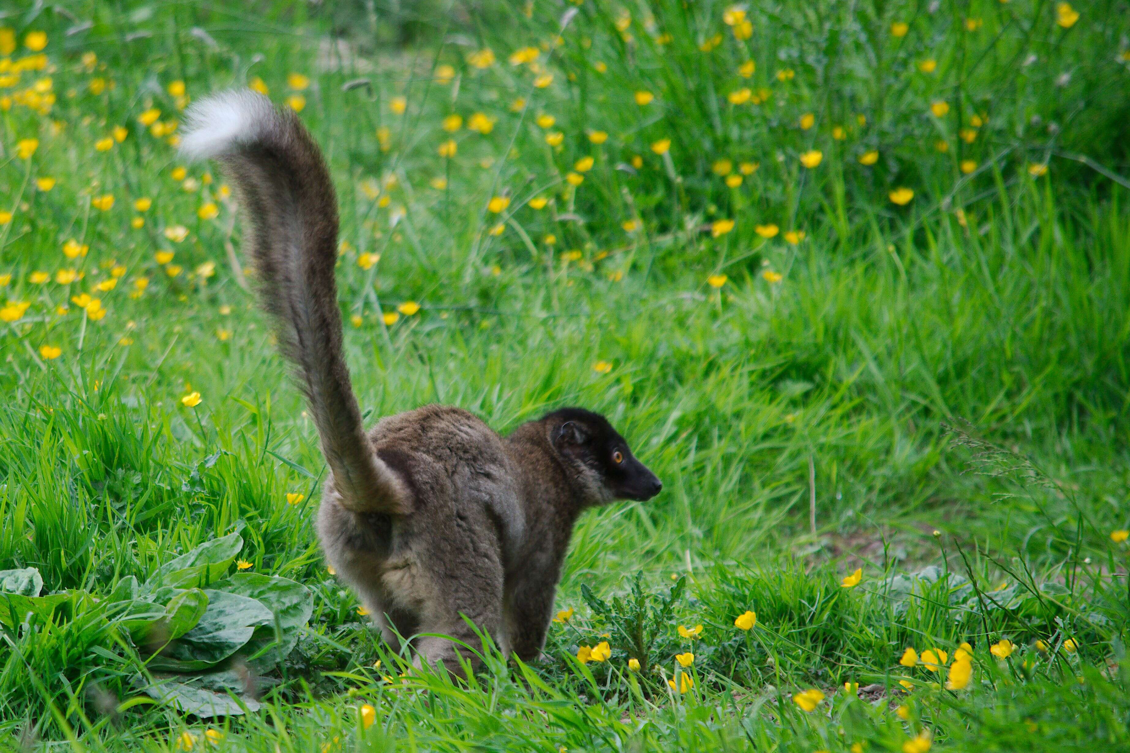 Image of brown lemur