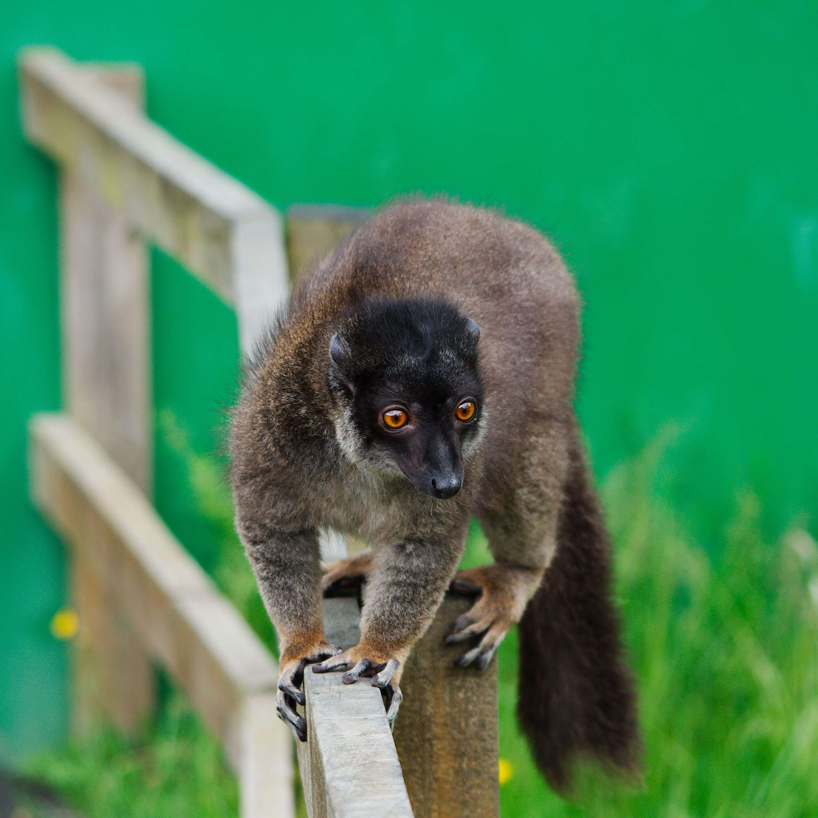 Image of brown lemur