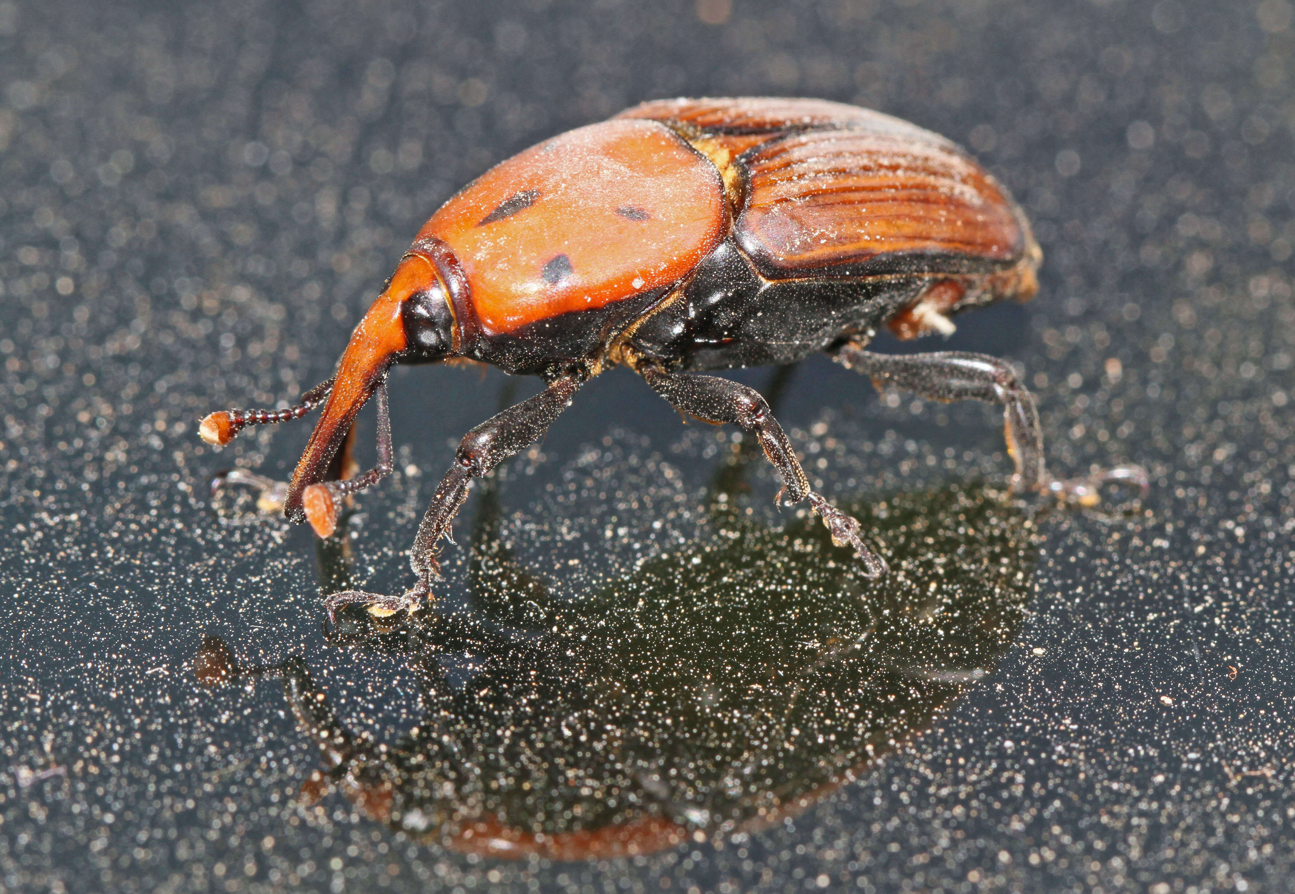 Imagem de Rhynchophorus ferrugineus (Olivier & A. G. 1791)