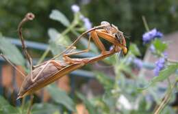 Image of Mantis