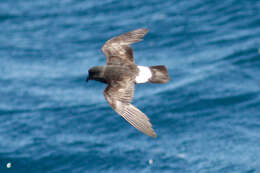 Image of British Storm Petrel