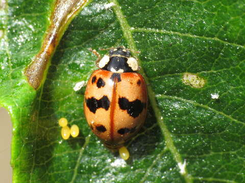 Image of Adalia bipunctata revelierei