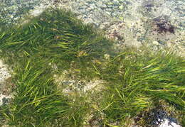 Image of Eelgrass