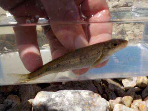 Image of Gravel chub