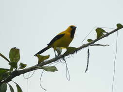 Image of Yellow Oriole