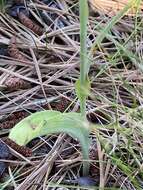 Image of Platanthera pallida P. M. Br.