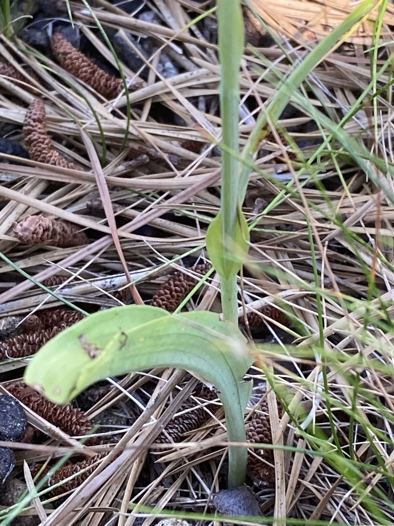 Platanthera pallida P. M. Br. resmi