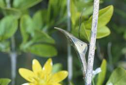 Image of orange tip