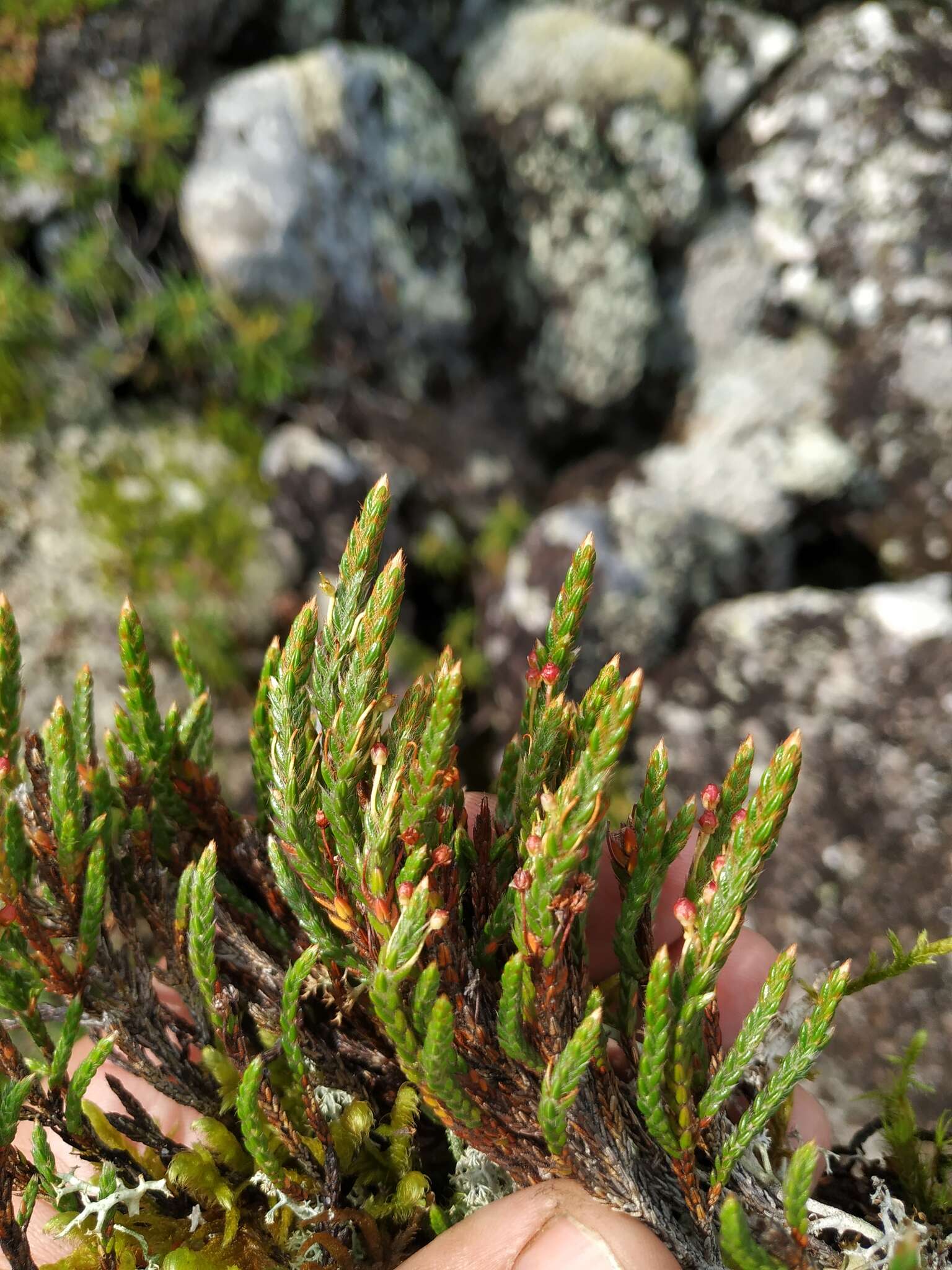 Imagem de Cassiope ericoides (Pall.) D. Don