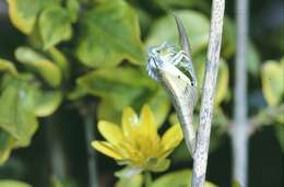 Image of orange tip