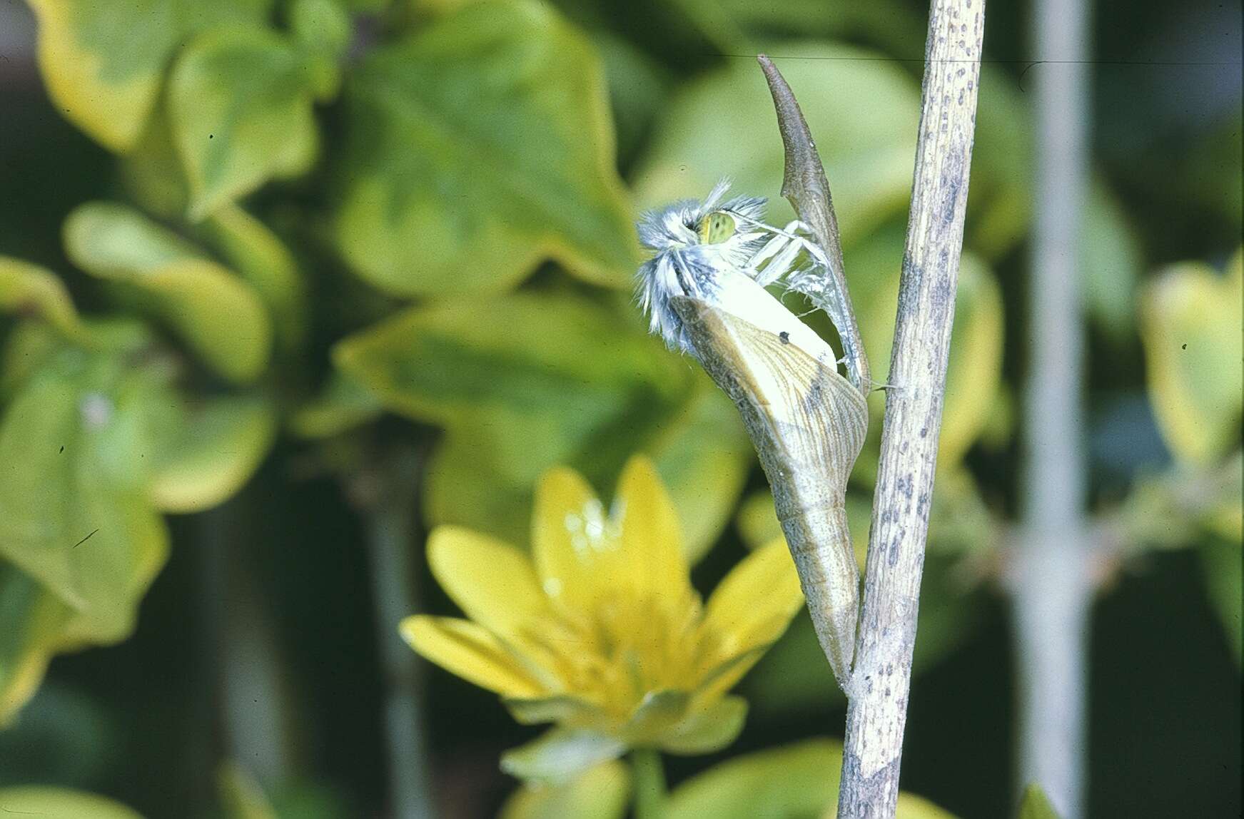 Image of orange tip