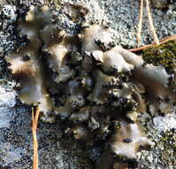 Image of manyroot navel lichen