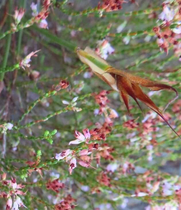 Imagem de Willdenowia incurvata (Thunb.) H. P. Linder