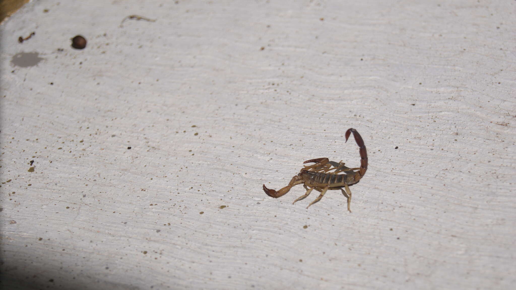 Image of Franckeus nitidulus (C. L. Koch 1843)